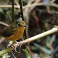 Drobik rdzawopierśny - Rusty-breasted Antpitta