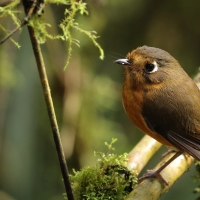 Drobik rdzawopierśny - Rusty-breasted Antpitta