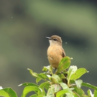 Kopciuch rdzawoskrzydły - Rufous-bellied Bush-Tyrant