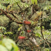 Las porastający wschodnie stoki Andów