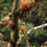 Kacykowiec śniady - Dusky-green Oropendola