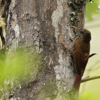 Drzewiarz górski - Montane Woodcreeper