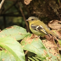 Tyranówka nadobna, Nephelomyias pulcher, Handsome Flycatcher