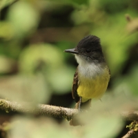 Muchołap czarnodzioby - Short-crested Flycatcher
