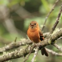 Tyranówka cynamonowa - Cinnamon Flycatcher