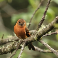 Tyranówka cynamonowa - Cinnamon Flycatcher