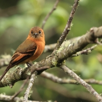 Tyranówka cynamonowa - Cinnamon Flycatcher