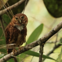 Sóweczka szara - Yungas Pygmy Owl