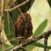 Sóweczka szara - Yungas Pygmy Owl