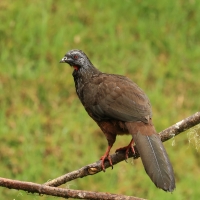 Penelopa andyjska - Andean Guan
