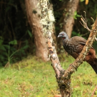 Penelopa andyjska - Andean Guan