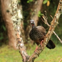 Penelopa andyjska - Andean Guan