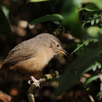 Strzyżyk południowy - Tropical Wren