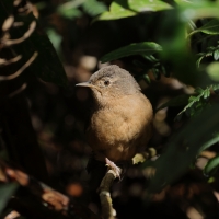 Strzyżyk południowy - Tropical Wren