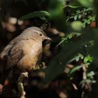 Strzyżyk południowy - Tropical Wren