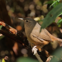 Strzyżyk południowy - Tropical Wren