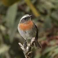 Kląszczyk rudopierśny - Rufous-breasted Chat-Tyrant