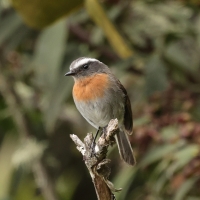Kląszczyk rudopierśny - Rufous-breasted Chat-Tyrant