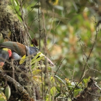 Andotukan niebieski - Grey-breasted mountain toucan