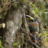 Andotukan niebieski, Andigena hypoglauca, Grey-breasted mountain toucan