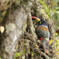 Andotukan niebieski - Grey-breasted mountain toucan