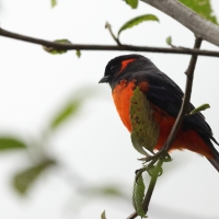 Andagra czerwonoucha - Scarlet-bellied Mountain-Tanager