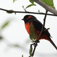 Andagra czerwonoucha - Scarlet-bellied Mountain-Tanager