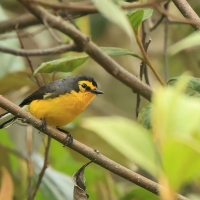 Pleszówka okularowa - Spectacled Redstart
