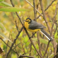 Pleszówka okularowa - Spectacled Redstart