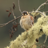 Pustułka amerykańska, Falco sparverius, American Kestrel