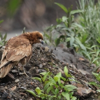 Karakara andyjska - Mountain Caracara
