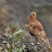Karakara andyjska - Mountain Caracara