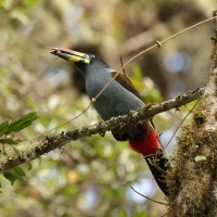 Andotukan niebieski - Grey-breasted mountain toucan