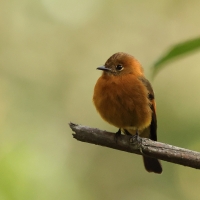 Tyranówka cynamonowa - Cinnamon Flycatcher