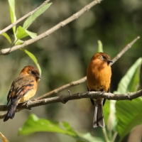 Tyranówka cynamonowa - Cinnamon Flycatcher