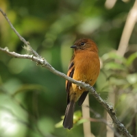 Tyranówka cynamonowa - Cinnamon Flycatcher