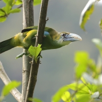 Pieprzojad andyjski, Aulacorhynchus coeruleicinctis, Blue-banded Toucanet