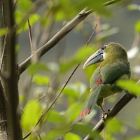 Pieprzojad andyjski - Blue-banded Toucanet