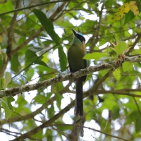 Piłodziób wyżynny - Equatorial Motmot