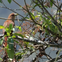 Rudzianka wielka - Squirrel Cuckoo