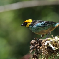 Tangarka żółtoucha - Saffron-crowned Tanager