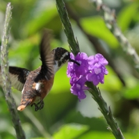 Brzęczek białobrzuchy - White-bellied Woodstar