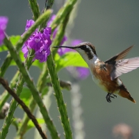 Brzęczek białobrzuchy - White-bellied Woodstar
