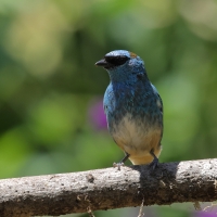 Tangarka błękitna - Golden-naped Tanager