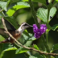 Brzęczek białobrzuchy - White-bellied Woodstar