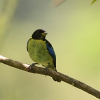 Złotoszyjnik - Golden-collared Honeycreeper