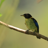 Złotoszyjnik - Golden-collared Honeycreeper