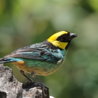 Tangarka żółtoucha - Saffron-crowned Tanager