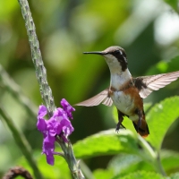 Brzęczek białobrzuchy - White-bellied Woodstar