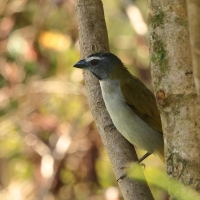 Ziarnołusk płowogardły - Buff-throated Saltator